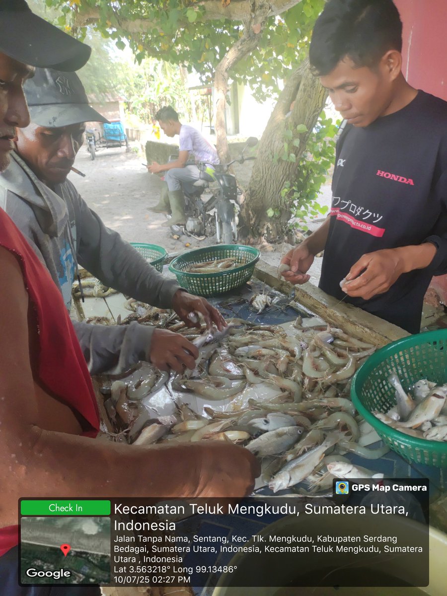 Stpjimmi06's tweet photo. Kamis (10/07/25), Jimmi Stp, Luhkan Kab. Sergai, di KUB Nelayan Maju, desa Sentang,  mlprkan hsl tkp  Kelong 15 kg/Rp 80000,  Suwalo 4 kg/Rp 45000, Sotong 3 kg/Rp 25000, Senangin 5 kg/Rp 25000 dan Gulamah 8 kg/Rp. 5000
#GiatLuhkanSatminkalMedan
#Tangkap
#SdgBdgai https://t.co/ke0FgXTFa5