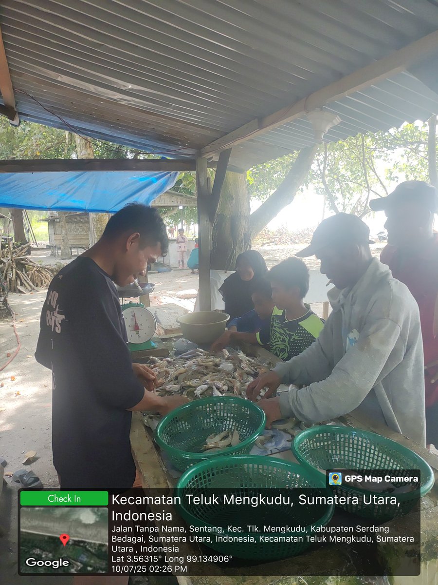 Stpjimmi06's tweet photo. Kamis (10/07/25), Jimmi Stp, Luhkan Kab. Sergai, di KUB Nelayan Maju, desa Sentang,  mlprkan hsl tkp  Kelong 15 kg/Rp 80000,  Suwalo 4 kg/Rp 45000, Sotong 3 kg/Rp 25000, Senangin 5 kg/Rp 25000 dan Gulamah 8 kg/Rp. 5000
#GiatLuhkanSatminkalMedan
#Tangkap
#SdgBdgai https://t.co/ke0FgXTFa5