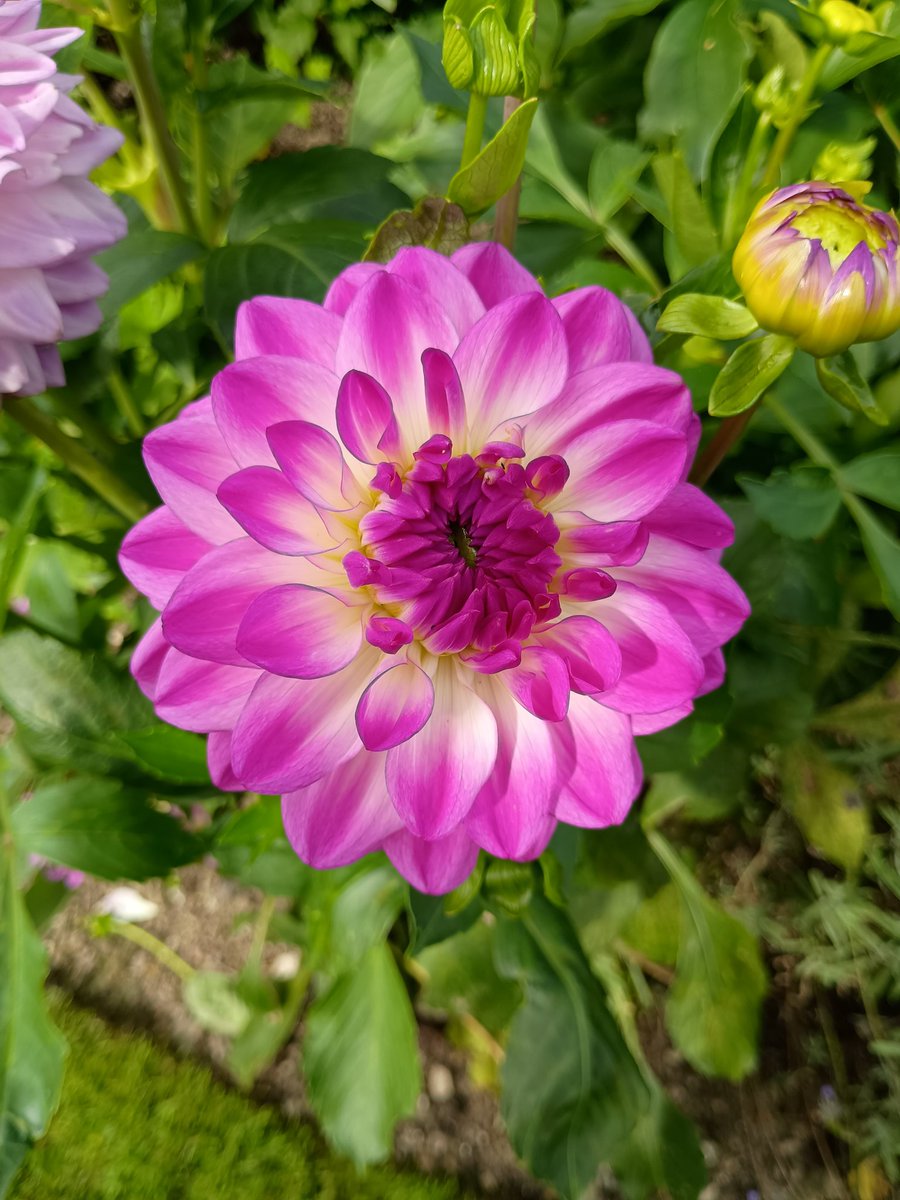 It's Monday! One of many lovely Dahlias I encountered over the weekend, and a fine candidate for #MagentaMonday 😊... Enjoy your day if you can 🇺🇦💙💛🙏