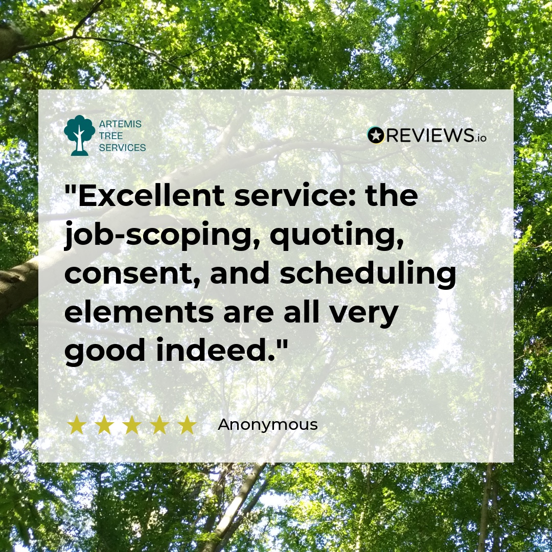 ArtemisTrees's tweet image. Another 5-Star Review! 
We’re absolutely delighted to receive yet another glowing review from a happy customer!
From the first phone call to the final tidy-up, we’re proud to deliver professional, reliable service.

#FiveStarService #CustomerLove #TreeCareExperts