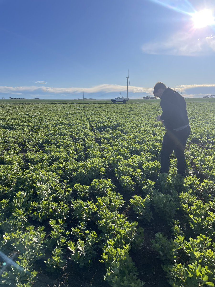 Paddock checks today in the Skipton area. Things looking great after some well needed rain and a bit of sunshine. 
Pictured Amberley beans and 45y95 <a href="/AGF_Seeds/">AGF Seeds</a> <a href="/pioneerseedsau/">Pioneer Seeds - Australia</a>