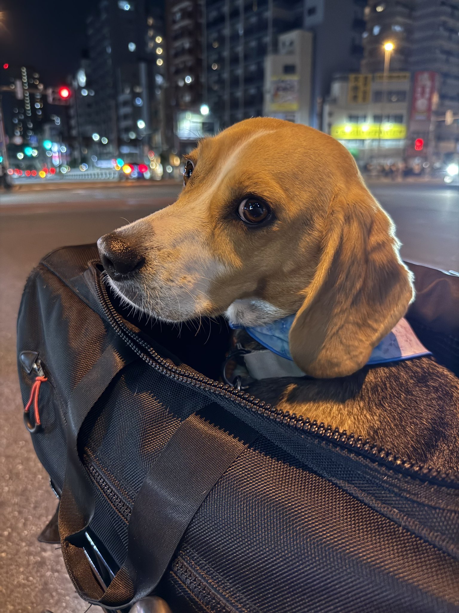 ビーグル（beagle）犬との暮らし】 on X: 