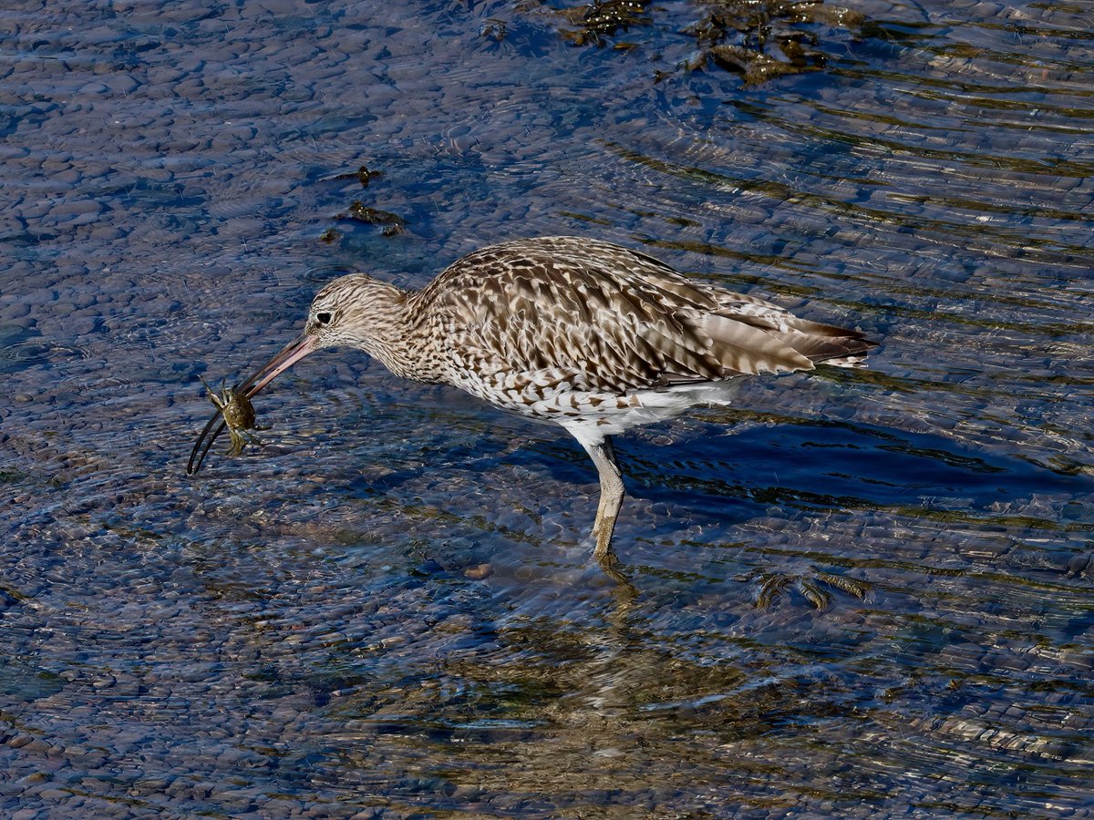 Tom Cadwallender (@tomcadwallender) on Twitter photo Curlew crabbing at the Aln Estuary, #Northumberland <a href="/GrahamFAppleton/">Graham Appleton</a> <a href="/WeBS_UK/">Wetland Bird Survey</a> Curlew crabbing at the Aln Estuary, #Northumberland <a href="/GrahamFAppleton/">Graham Appleton</a> <a href="/WeBS_UK/">Wetland Bird Survey</a>