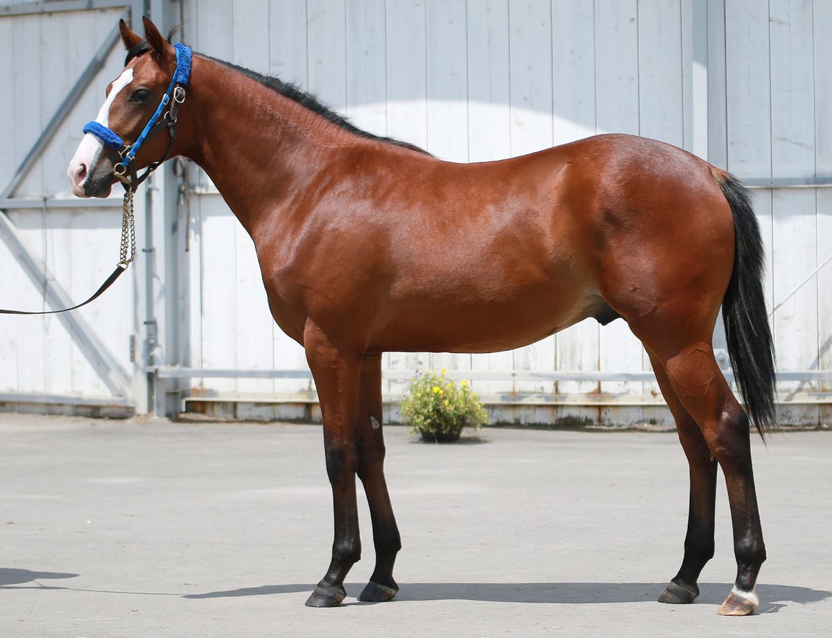 超希少　競走馬　THE VICTORY PLATINUM サラブレッド　未開封 セプテンバーソング 牝3歳 ※中央競馬 登録抹消 | サラブレッド