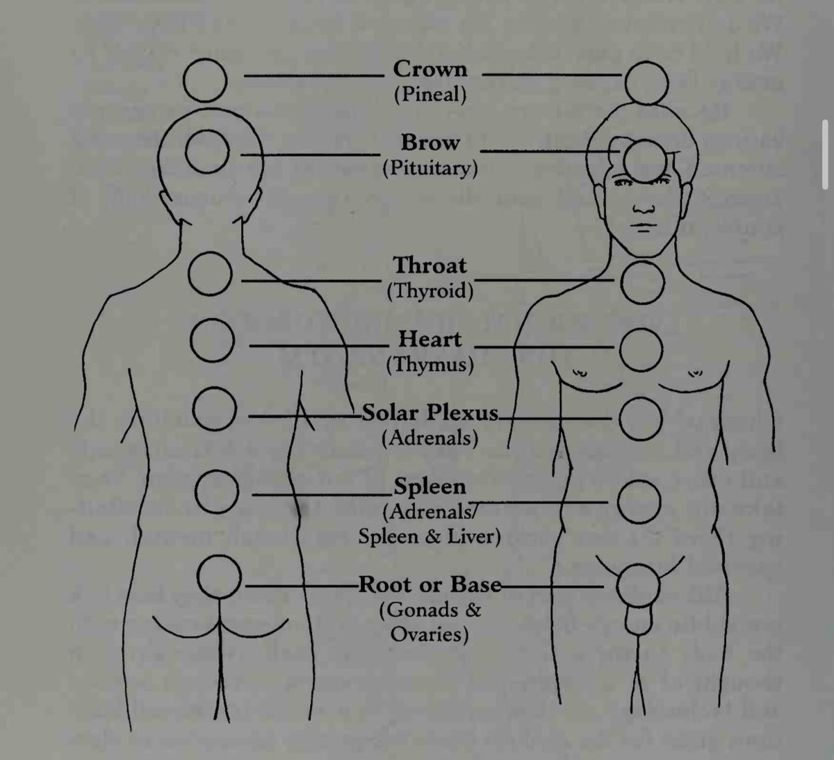 The endocrine glands are connected to the chakras, so any endocrine disorders can also be issues with the related chakra(s). 

Taking care of your endocrine system not only improves your physical, emotional, and mental, but also takes care of your chakras