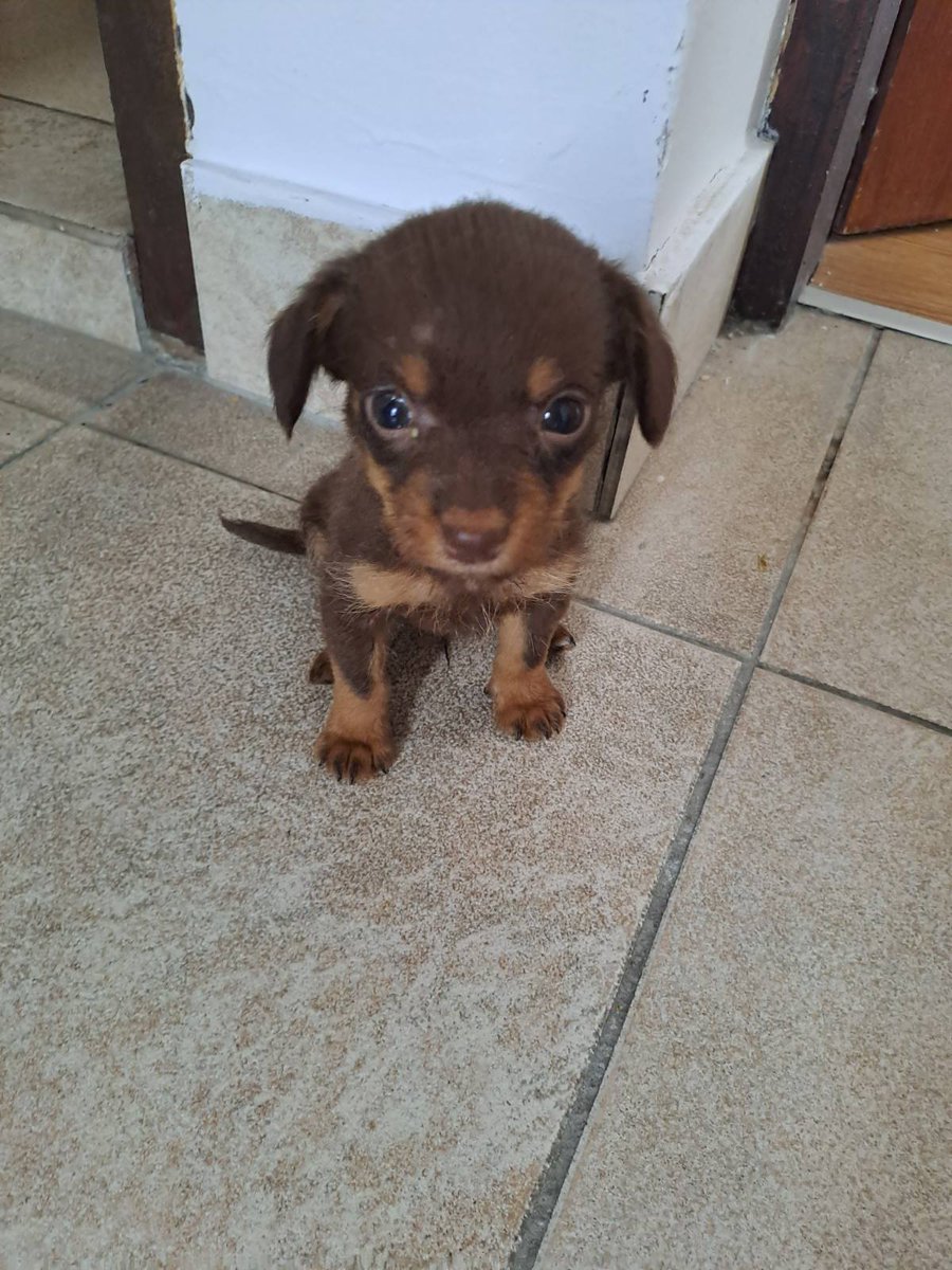 Bugiman21652369's tweet photo. Podelite ....sinoć po nevremenu samo se pojavio u dvorištu,star je možda nedelju- dve dana,mi ne možemo da ga zadržimo,presladak je,ako treba platićemo vakcine,čišćenje,šta već treba. https://t.co/V1aZh19lw9