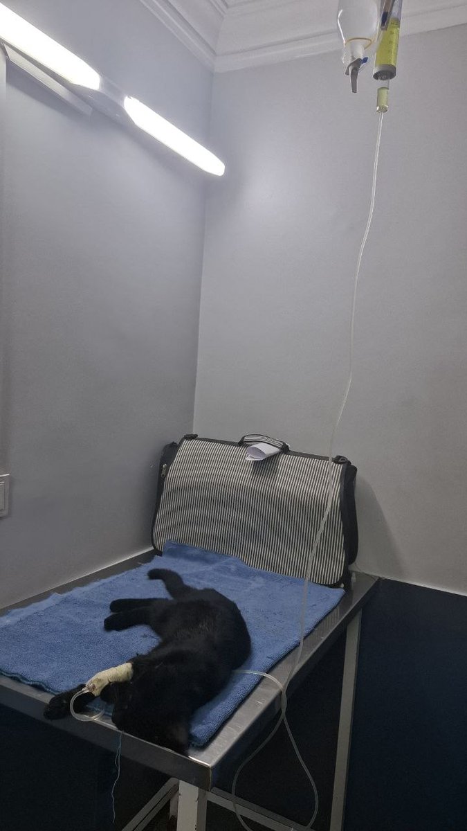 این گربه کوچولو به کمک ما نیاز داره.
دیشب پیداش کردیم و بردیم برای سُرم  .. شکستگی داشت و بیماری کلسی 
برای ادامه درمانش نیاز به هزینه داریم.
اگر هرکسی فقط در حد توانش کمک کنه، می‌تونیم با هم حال یه جون کوچیک رو خوب کنیم.
مهم نیست چقدر، مهم اینه که تنهاش نذاریم..