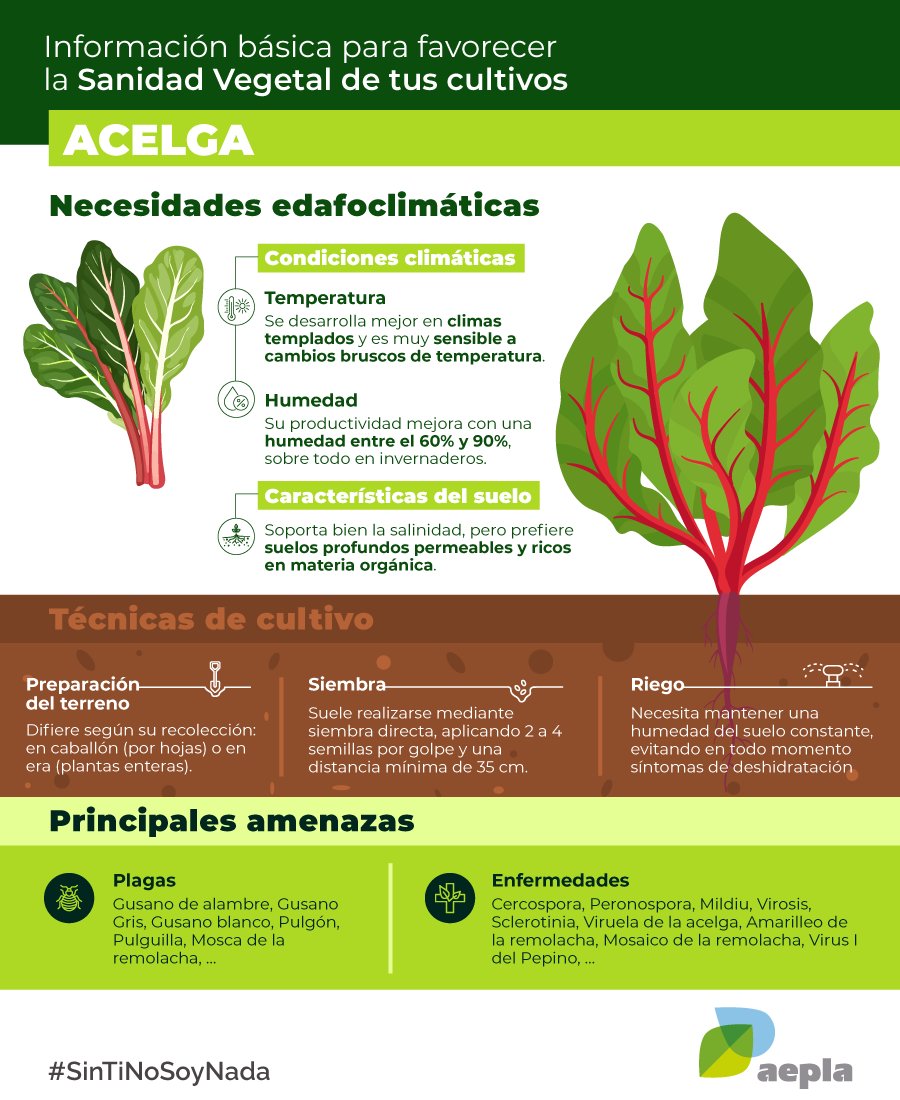 Conoce con nosotros qué información debes tener en cuenta si te estás planteando cultivar acelgas 🥬 en tu parcela agrícola.

Descubre cómo garantizar su sanidad vegetal y cuáles son las principales plagas y enfermedades que pueden afectar negativamente a su salud.