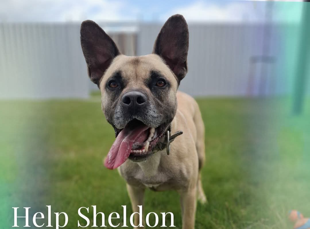 Help Sheldon aan een huis met lieve geduldige mensen die het rugzakje van koddige Sheldon wat lichter kunnen maken 👍
 #ikzoekbaas 
(Retweetje voor deze mooie mix vergroot de kans op een gouden mand aanzienlijk !  is onze ervaring 😎)
ikzoekbaas.dierenbescherming.nl/asieldier/hond…