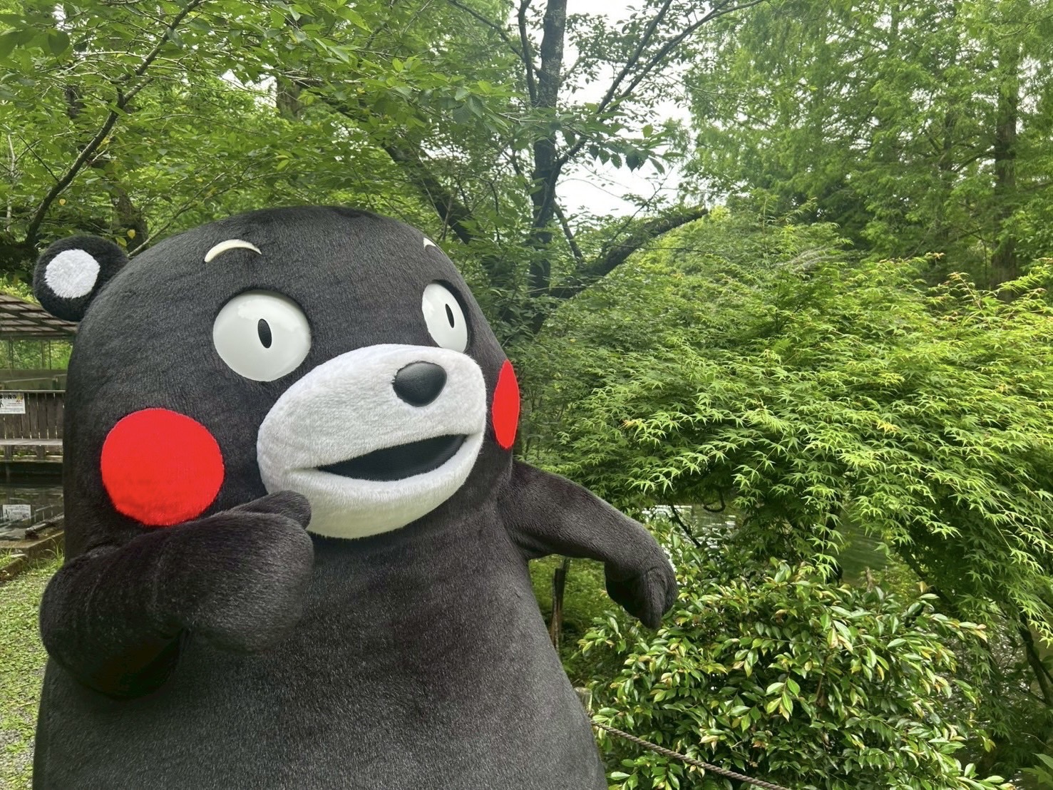 くまモン様 41NnGlZvhnL._UF894,1000_QL80_.jpg