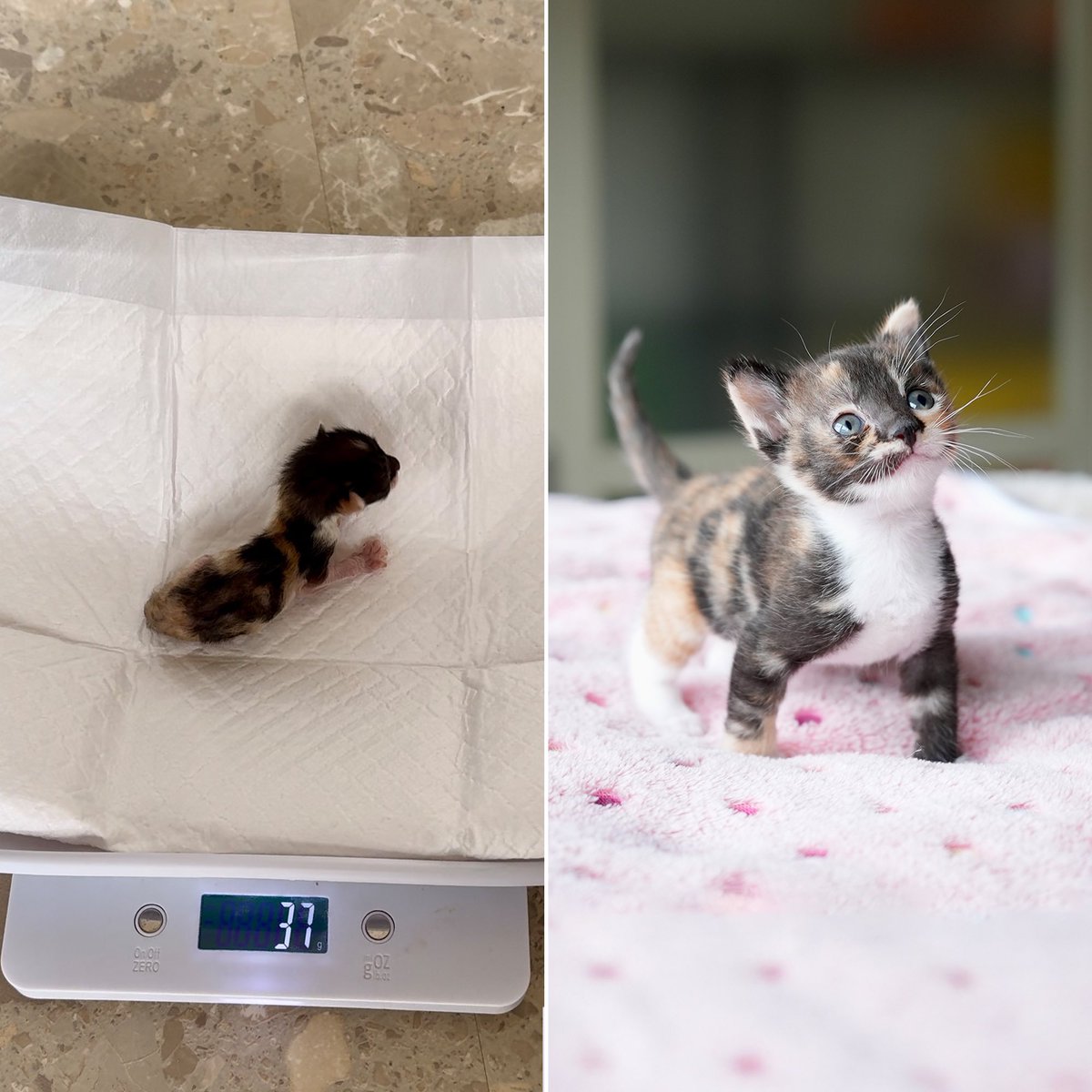 ここまで小さい子猫は初めて見ました。たった30gで生まれた未熟児の姉妹。母乳を飲む体力もなく、シリンジで補充しながらお母さん猫のサポートを頑張りました。死ぬ可能性が高かったが、無事に生後1ヶ月を超えて、こんなに可愛く育ちました！