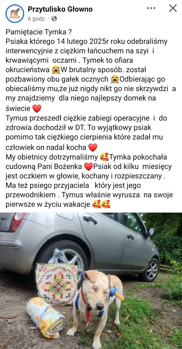 Kochani ❣️ Mam wspaniałe wieści z <a href="/PrzytuliskoG/">Przytulisko Głowno</a> 🥰 Tymka odebrano interwencyjnie od bestii od których  doznał niewyobrażalnego okrucieństwa 😭 TYMEK 🐶ma🏡i cudowną p. Bożenkę dla której jest oczkiem w głowie🥹💗🥳Bądź szczęśliwy Skarbeńku Kochany 😘🍀🫶🏼🐾
#NieKupujAdoptuj