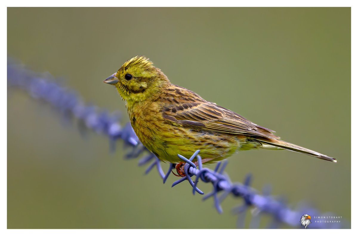 πππ’π€π£ ππ©π€πππ§π© π¦π¦π¦ (@sherburnsi) on Twitter photo Yellowhammer in county Durham the other day.
<a href="/teesbirds1/">teesbirds</a>
<a href="/teeswildlife/">Tees Wildlife</a>
<a href="/DurhamBirdClub/">Durham Bird Club</a>
<a href="/Natures_Voice/">RSPB</a>
<a href="/NatureUK/">NatureUK</a>
<a href="/WildlifeMag/">BBC Wildlife</a>
<a href="/BBCSpringwatch/">BBC Springwatch</a>
<a href="/NTBirdClub/">Northumberland & Tyneside Bird Club</a>
<a href="/UKNikon/">Nikon UK & Ireland</a>
#naturephotographyday #birds #wildlifephotography Yellowhammer in county Durham the other day.
<a href="/teesbirds1/">teesbirds</a>
<a href="/teeswildlife/">Tees Wildlife</a>
<a href="/DurhamBirdClub/">Durham Bird Club</a>
<a href="/Natures_Voice/">RSPB</a>
<a href="/NatureUK/">NatureUK</a>
<a href="/WildlifeMag/">BBC Wildlife</a>
<a href="/BBCSpringwatch/">BBC Springwatch</a>
<a href="/NTBirdClub/">Northumberland & Tyneside Bird Club</a>
<a href="/UKNikon/">Nikon UK & Ireland</a>
#naturephotographyday #birds #wildlifephotography