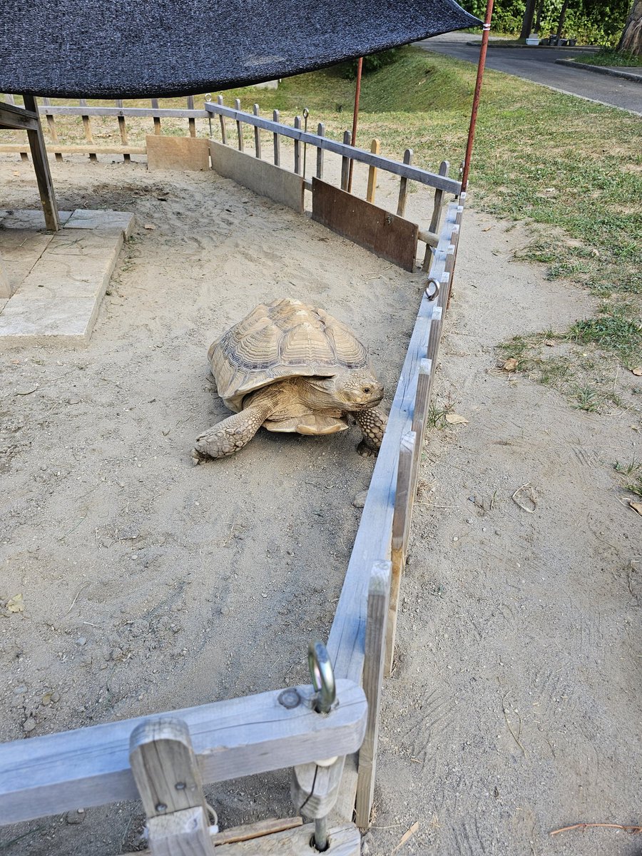弥生いこいの広場動物広場@弘前
土曜は弥生いこいの広場へ！はじめて行ったけど、400円でこれだけ動物見れるなら十分👏子供と軽く楽しむのにピッタリなサイズで、餌やりも楽しめました😁