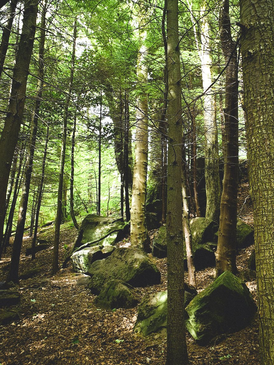 🖤🖤🖤
Good morning everyone!!!
#IntoTheWoods