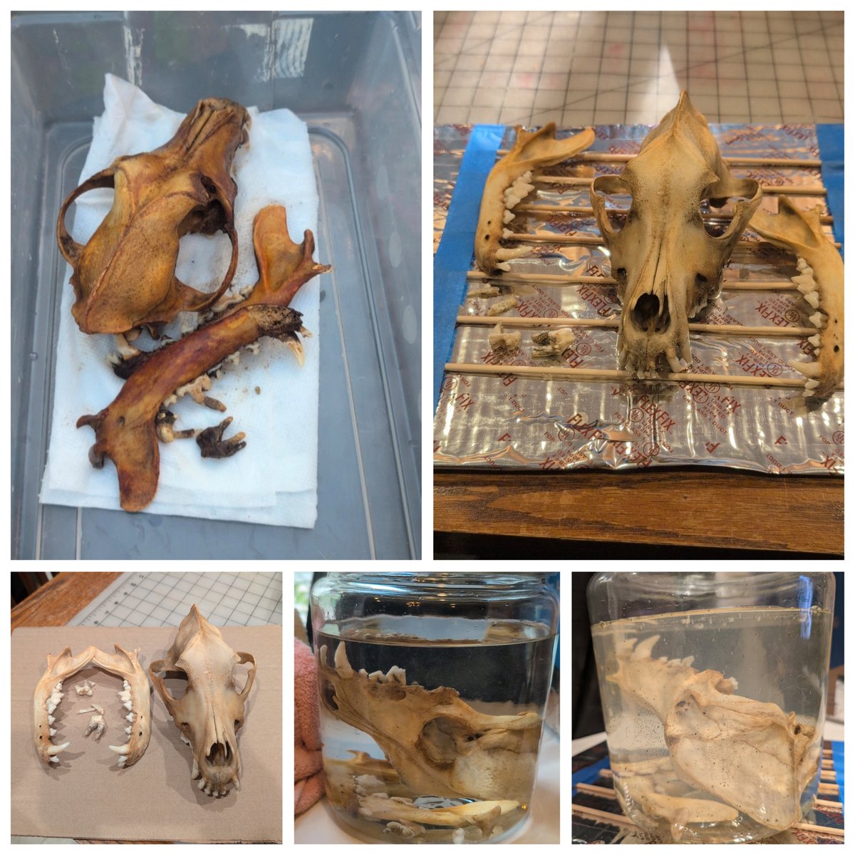 The progress on my dogs skull. 

Pic 1 is how we found it. Pic 2 is after 24hr peroxide bath. Pic 3 is after 1wk acetone degreasing. Pic 4 is going into second peroxide bath. Pic 5 is after 6hr in the peroxide. 

I'm cautiously optimistic that it will be done after 24hr 🤞