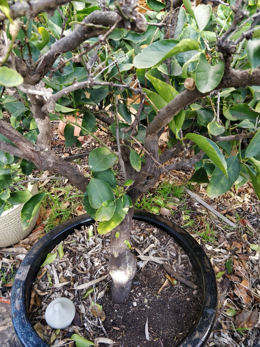 MakerfabsTech's tweet image. 🌱 "Saving 20-year-old fruit trees with #LoRA  sensors!"
Project sharing:  An Aussie user integrated our LoRa Soil Moisture Sensors with #HomeAssistant via #MQTT to monitor & prevent overwatering—no matter where they are.
🔗makerfabs.com/lora-soil-mois…
#IoT #LoRaWAN #SmartGardening…