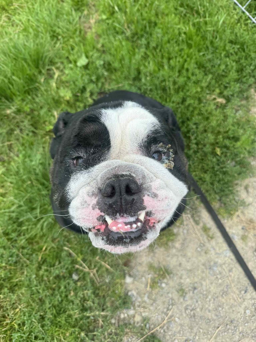 AdoptionsUk's tweet image. Please retweet to help Diesel, in desperate need of care from a vet and eventually a new home #CARMARTHENSHIRE #WALES #UK 
Dogs should not be bred, bought, sold and dumped as if they are just products!! 💔💔💔
Last week a stray Bulldog arrived with us at the kennels who was in a…