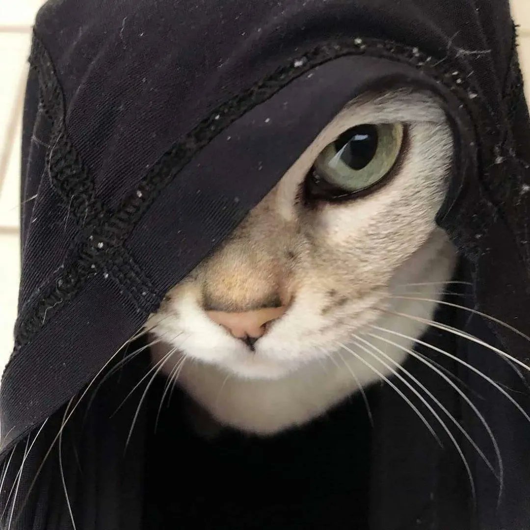 FISHlllo's tweet photo. Change your profile picture every day https://t.co/VoGuOoOm32