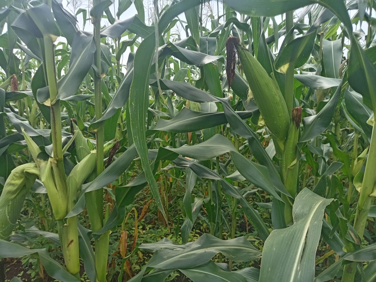AVSI South Sudan (@avsi_southsudan) on Twitter photo In Torit County, <a href="/FondazioneAVSI/">Fondazione AVSI</a> with support from <a href="/FAOSouthSudan/">FAO in South Sudan</a> supports 1.000 households with innovative skills to adapt to climate variability and use of drought-resistant seeds to enhance resilience and productivity.
#FoodSecurity #Livelihoods In Torit County, <a href="/FondazioneAVSI/">Fondazione AVSI</a> with support from <a href="/FAOSouthSudan/">FAO in South Sudan</a> supports 1.000 households with innovative skills to adapt to climate variability and use of drought-resistant seeds to enhance resilience and productivity.
#FoodSecurity #Livelihoods