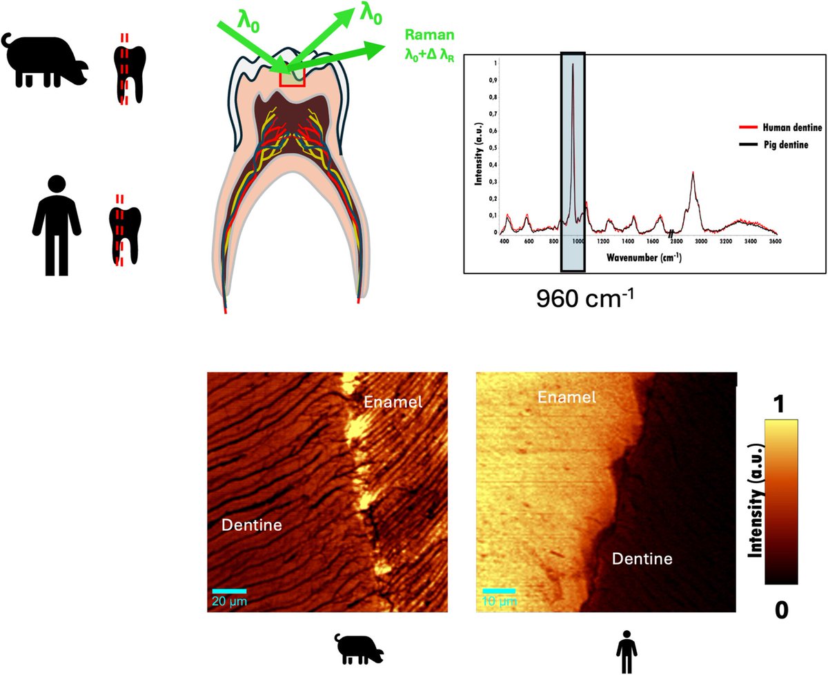 Bravo à Richard Younes et à toute l'équipe pour cette publication dans JRS !

…iencejournals.onlinelibrary.wiley.com/doi/10.1002/jr…