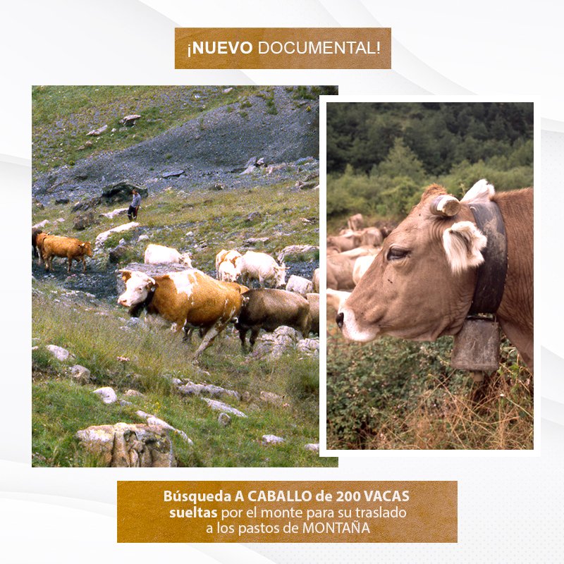 EugenioMonesma's tweet image. 🔴🎥 ESTRENO | Búsqueda a #caballo de 200 #vacas sueltas por el #monte para su traslado a los pastos de montaña. #OficiosPerdidos

🕣 HOY a las 20:30h en mi canal de #Youtube: youtube.com/c/eugeniomones…
 
 ⏲️ Duración: 10 minutos

¡Espero que os guste! 😀