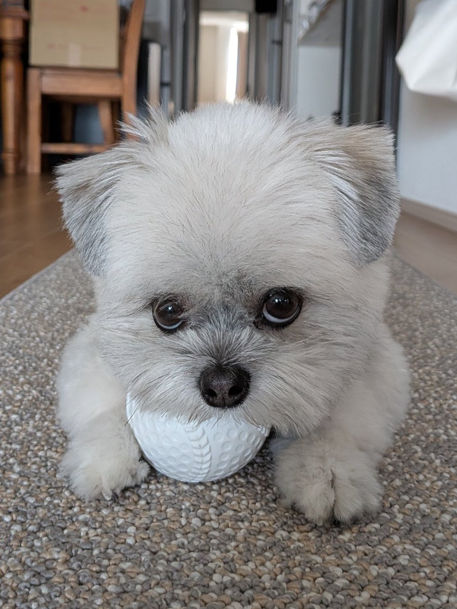 ポメシー🐶ごんぞう (@0305Gonzo) / Posts / X