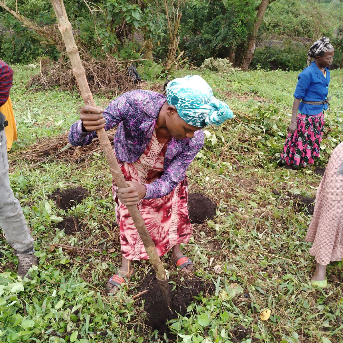 ECFF - Environment and Coffee Forest Forum tweet media