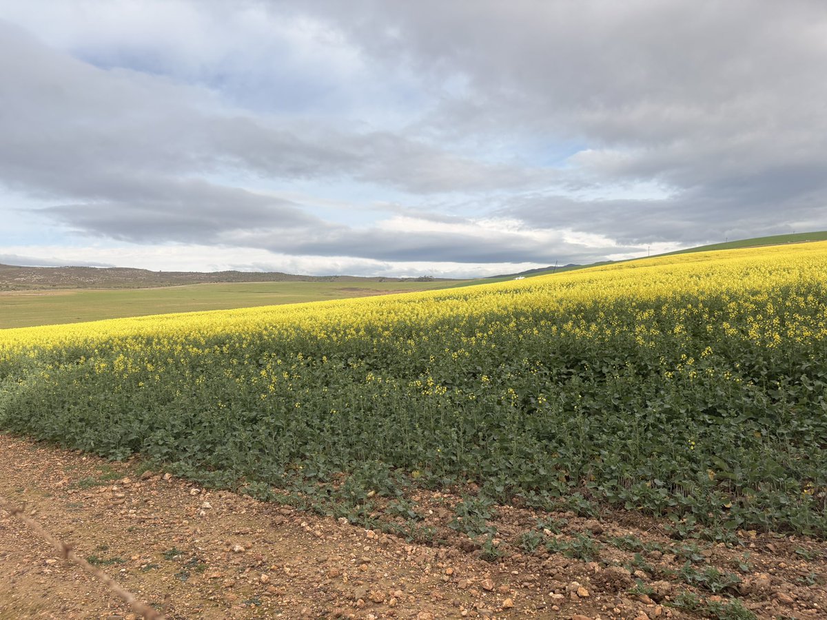 friedalloyd's tweet photo. Napier canola. #LoveOverberg #ImagineNapier https://t.co/dRvqQXBDXg