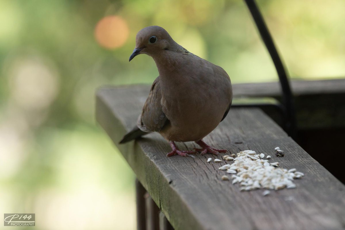 Tweet media one