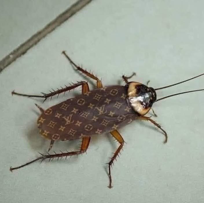 有錢人家的蟑螂就是不一樣
