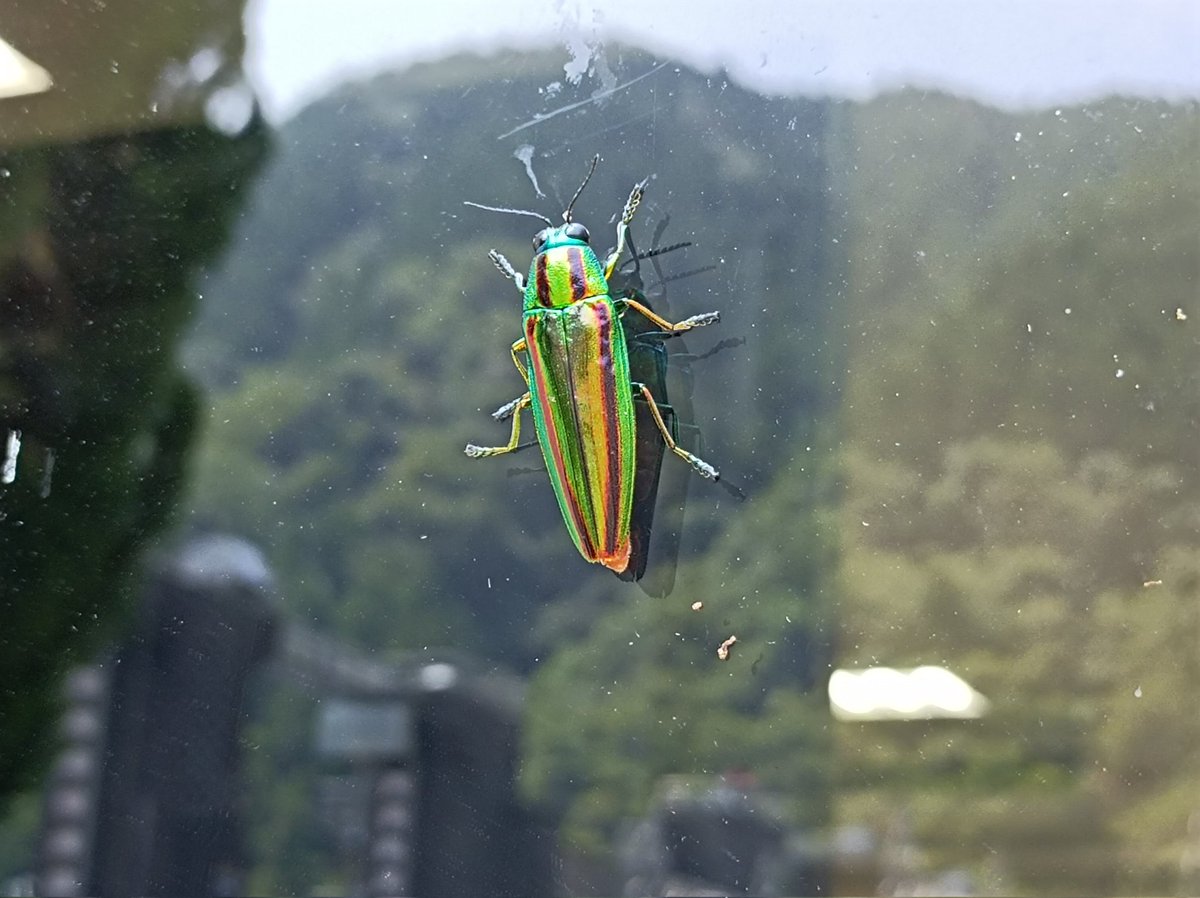 窓ガラス越しの、今日の来館者（？）
夏は色々な虫がいますが、玉虫は珍しいです。

#徳島　#那賀町　#川口ダム自然エネルギーミュージアム  #ダム