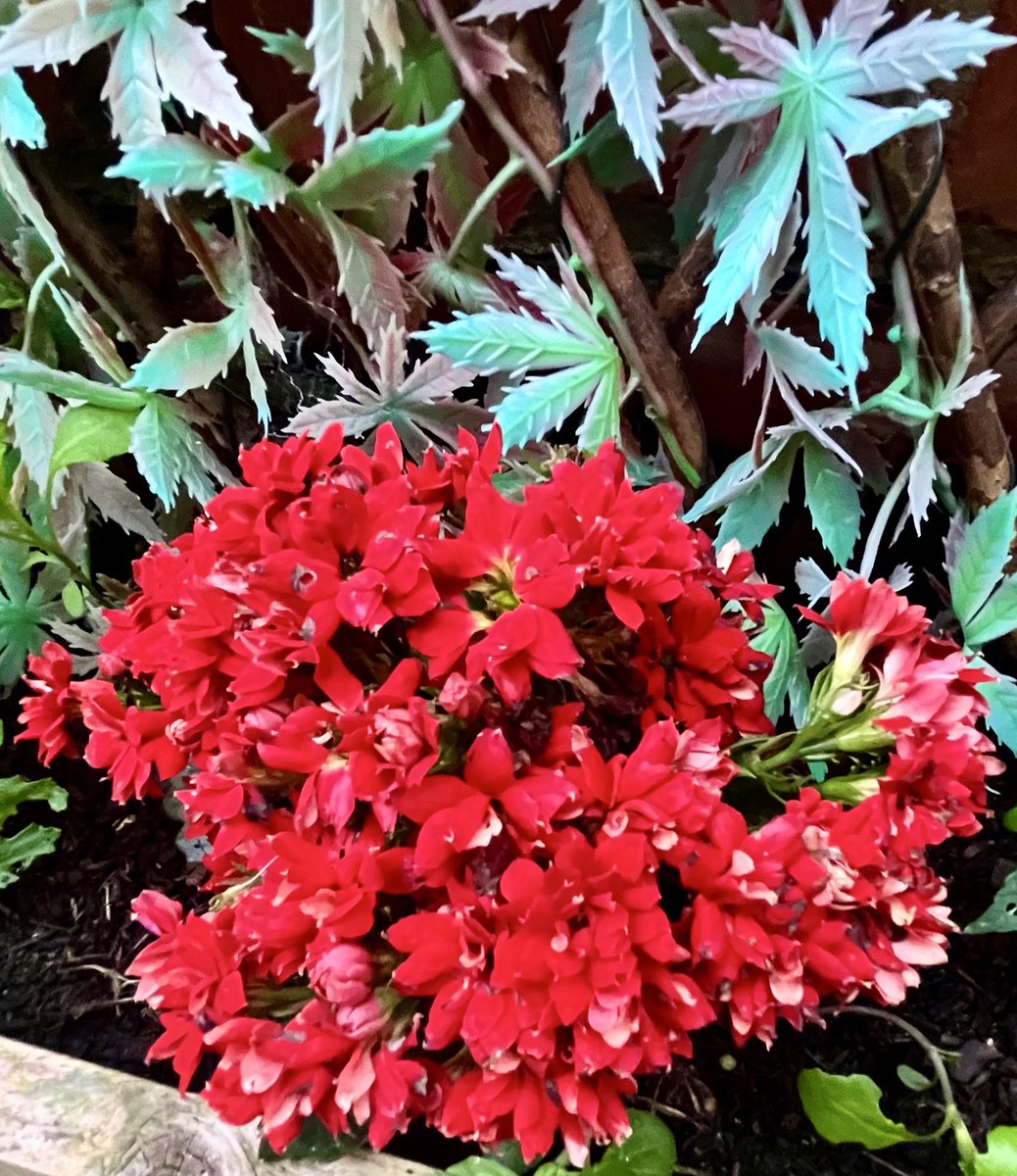 Deepest of red. ♥️ #FlowersOnX