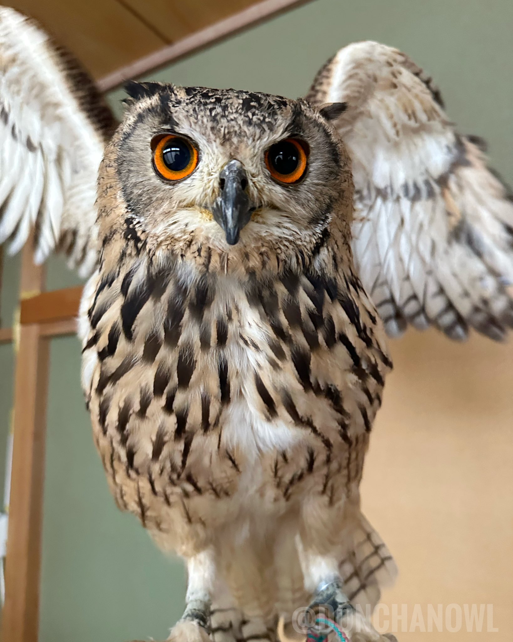 naomin　香港社長私物　強い運気天然石フクロウ どんちゃん🦉 on X: 