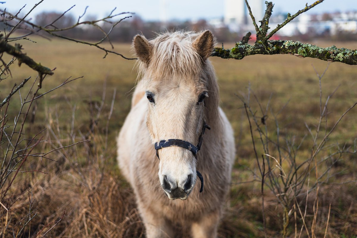 🇫🇷🐎 FLASH | Un cheval a été tué et d’autres mutilés dans la nuit de jeudi à vendredi, dans une écurie près du Havre. Le cheval tué aurait été « éventré ». Plusieurs actes de cruauté ont été commis contre des chevaux de la région ces dernières semaines.