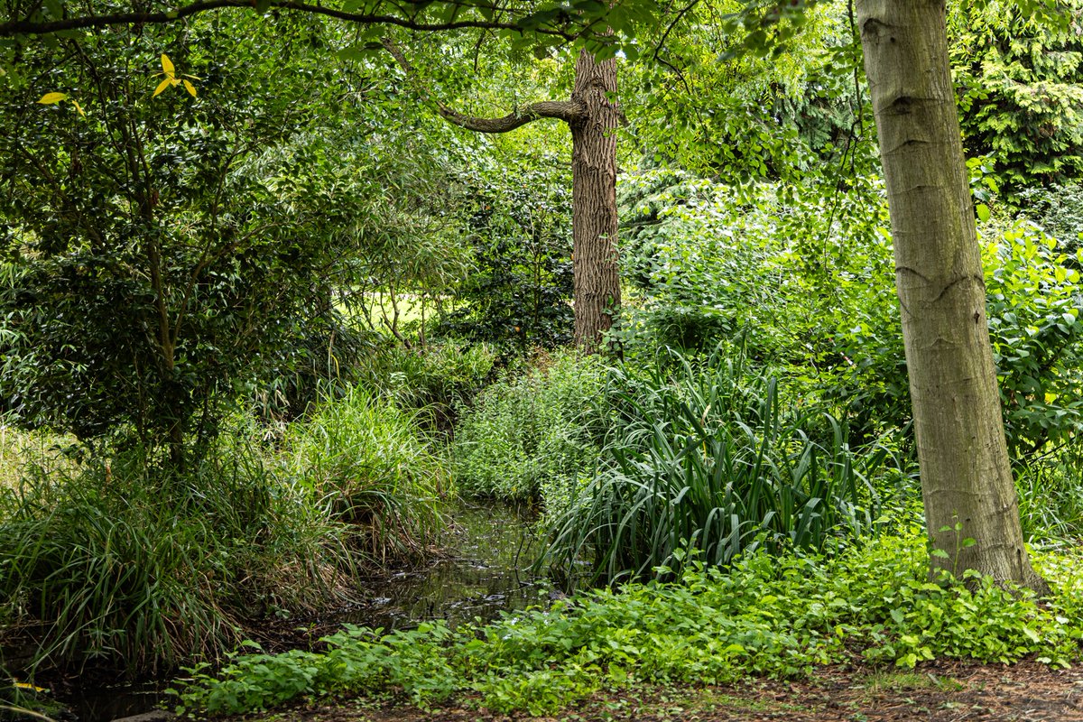 BradshawsLondon's tweet photo. In the countryside of @PeckhamRyePark  @lb_southwark @GoParks @SalamanderNews https://t.co/tuK8ln2cKN