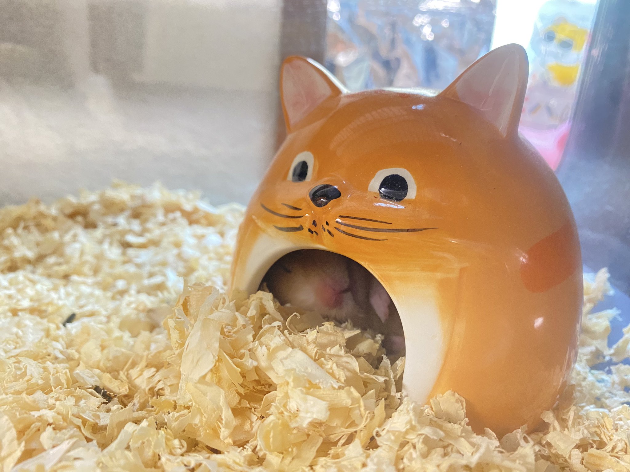 3匹のうさぎ on X: 