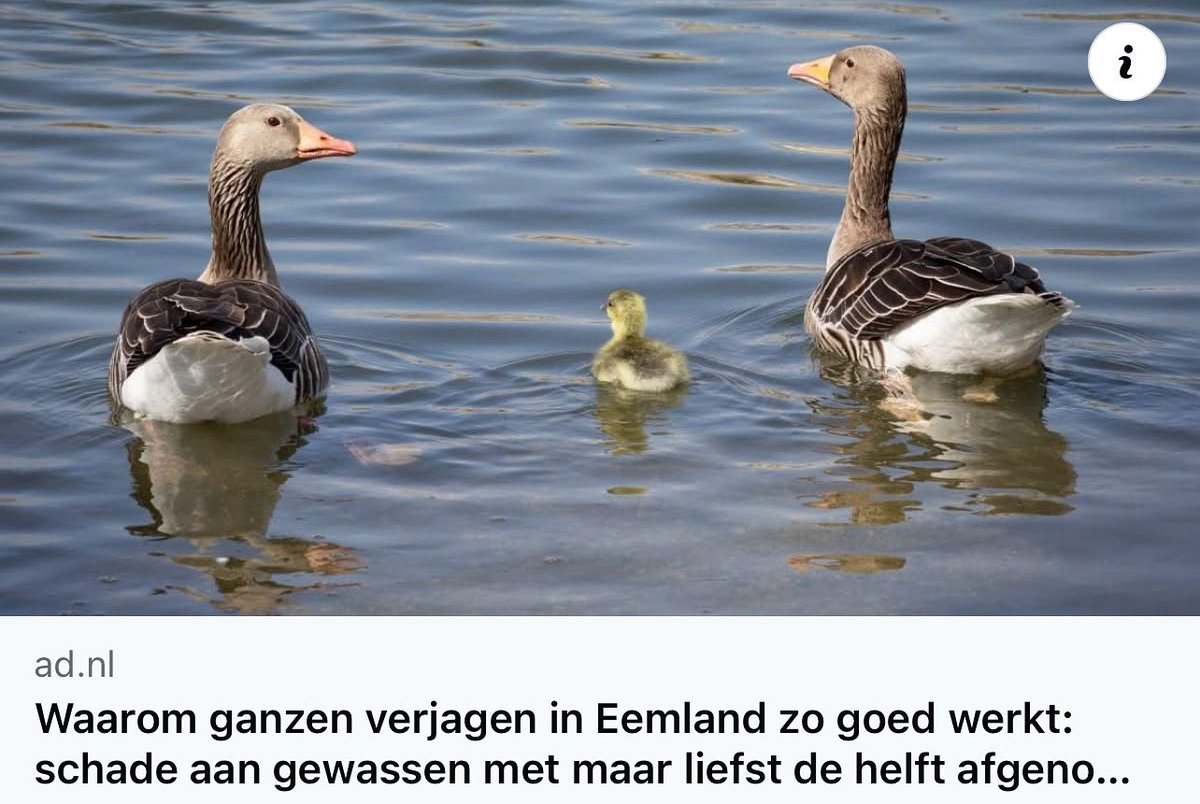 De proef in Eemland met het verjagen van ganzen, uniek in Nederland, werpt na twee jaar experimenteren vruchten af. De schade aan gewassen is met liefst 46 procent verminderd. Het verjagen wordt komend najaar voortgezet. ad.nl/eemnes/waarom-…