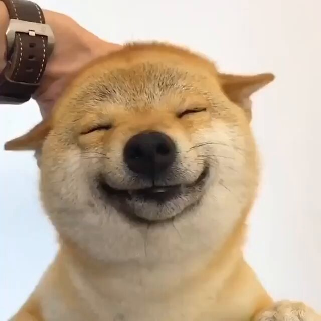 Ceshmere's tweet image. 20 x atau 100 x ????

6J5cjSYzohhiq5v8yTnchEcsG8W7DsM8SZaQ2G63bonk