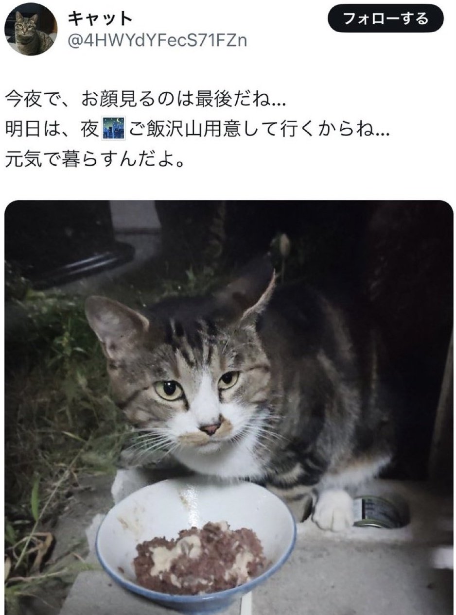 ミルクティーネコページ 8c713d47f65548f8fee94a4152aab9