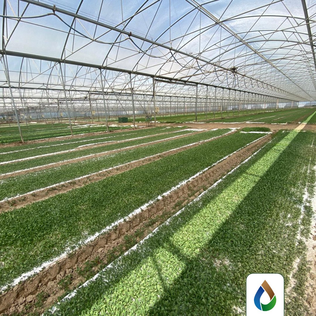 WiseconnEurope's tweet image. Installazione di #DropControl su rucola presso l’azienda agricola Quaggio Francesco e Figli Az. Agricola di Loris🌱Il progetto, in collaborazione con l’Università di Padova, ha l’obiettivo di monitorare la salinità del suolo e individuare strategie efficaci per la sua mitigazione