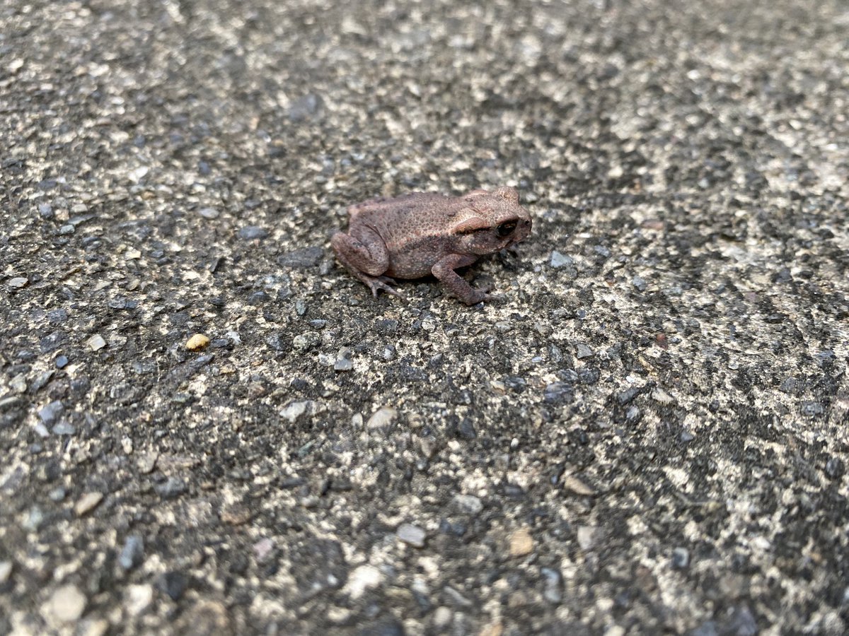 minexon's tweet image. 久々にカエルちゃんいた。100円玉よりちょっと大きいくらい。暑さに負けずに頑張れ。