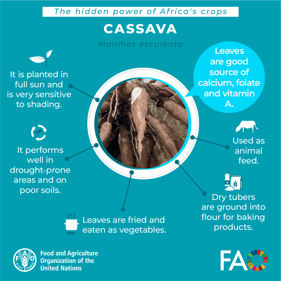 Cassava provides livelihoods for millions in Africa and beyond.  Rich in carbohydrates, with leaves full of micronutrients, it is key for #FoodSecurity.
It's time to rediscover Africa's #ForgottenCrops and their potential to transform agrifood systems. 

👉doi.org/10.4060/cc5044…