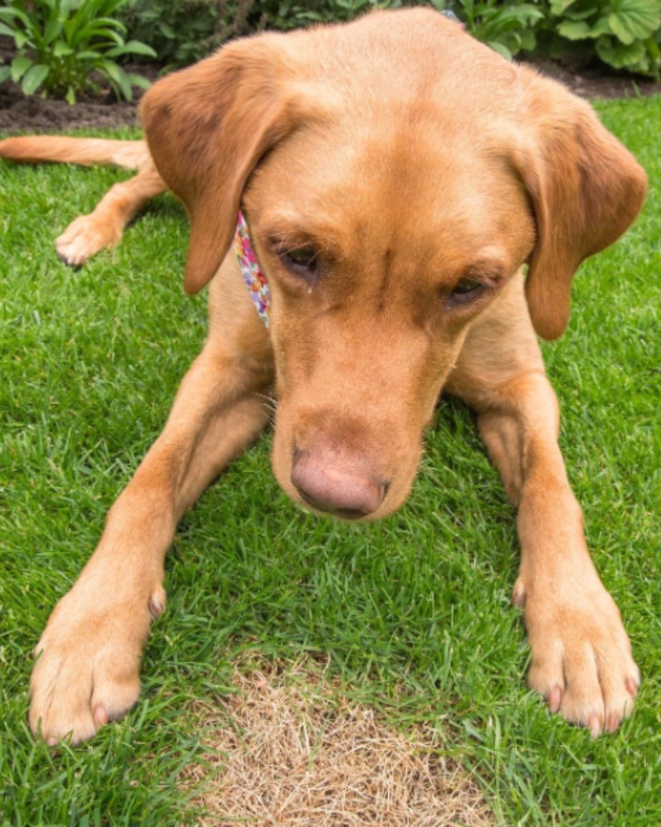 If you have a dog, you're probably very familiar with this photo 🐶

Yellow patches on grass are a sign of where your four-legged friend has had a wee. They're inevitable, but thankfully, there are ways to lessen the effect.

Our vets' tips ➡️ pdsa.me/DrGq