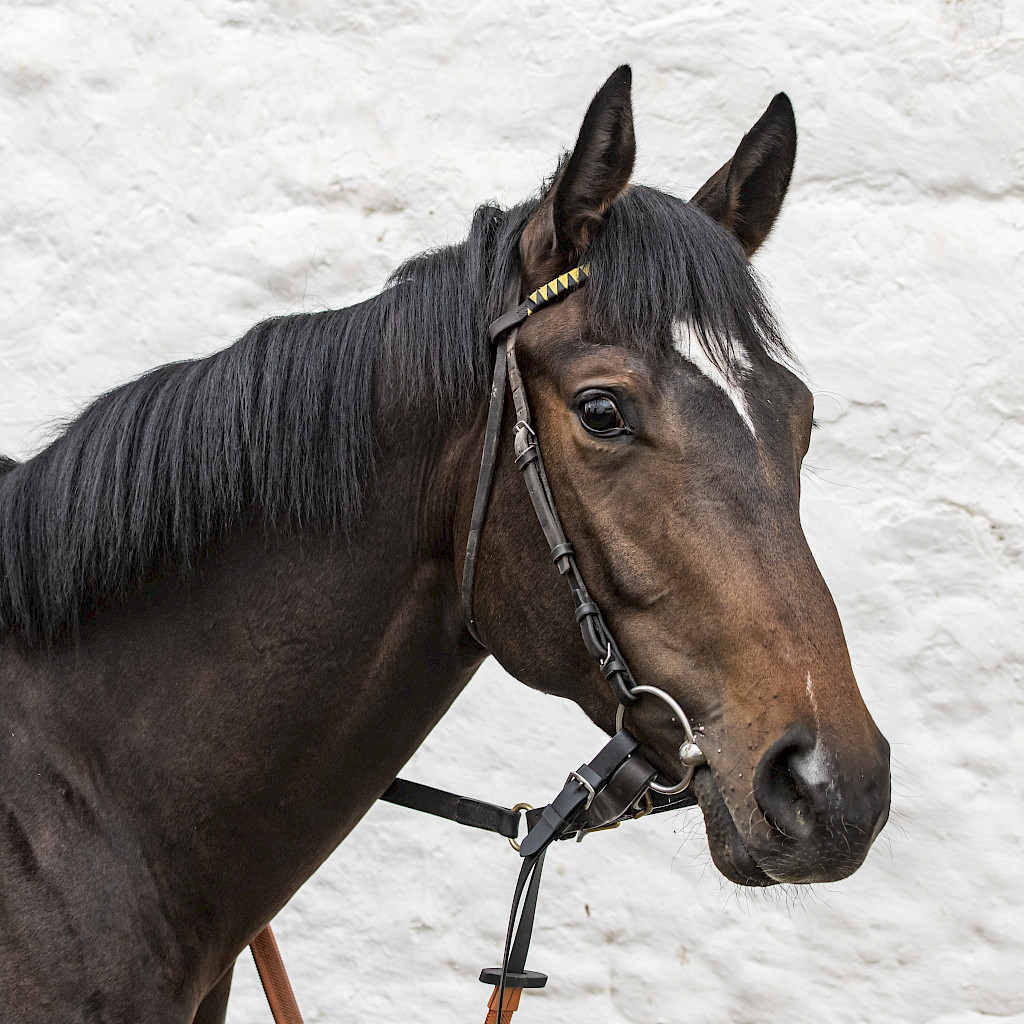 One runner today with Mystical Land making his debut in the 7.05pm race at <a href="/CarlisleRaces/">Carlisle Racecourse</a>, ridden by <a href="/connorbeasley9/">Connor Beasley</a>. Good luck to owners Trevor Scothern and Dave Stone.