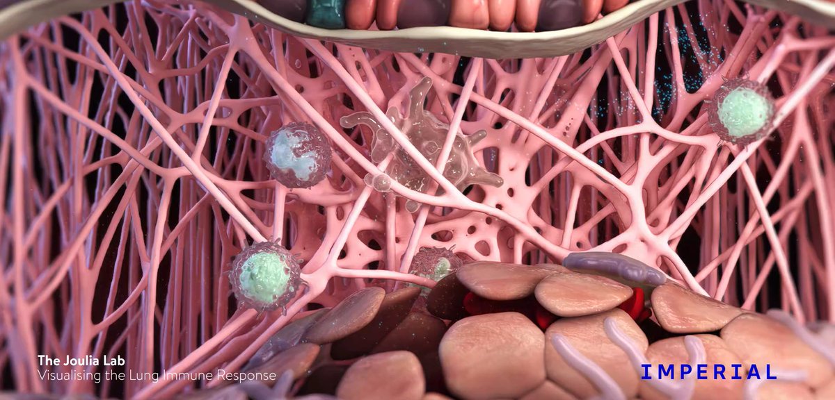 NHLI's Joulia Lab made a short animation explaining what goes wrong in the lungs during asthma! 🫁📽️ 

Check out how immune cells respond to threats &amp; how asthma treatments work. With thanks to @WellcomeTrust &amp; Acteria

Watch it here: youtu.be/Skp_CNWOYSA