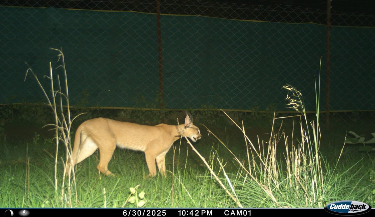 जुलाई 2025 को गांधी सागर वन्यजीव अभयारण्य में एक स्याहगोश (कैराकल) को तीन बार कैमरा ट्रैप में रिकॉर्ड किया गया।
इस घटना ने उस इलाके के सूखे पर्यावासों की ओर ध्यान खींचा है, जहां कभी स्याहगोश पाए जाते थे, लेकिन अब बहुत कम रिकॉर्ड होते हैं। <a href="/hellomishra/">Manish Chandra Mishra</a> 
 hindi.mongabay.com/2025/08/04/gan…