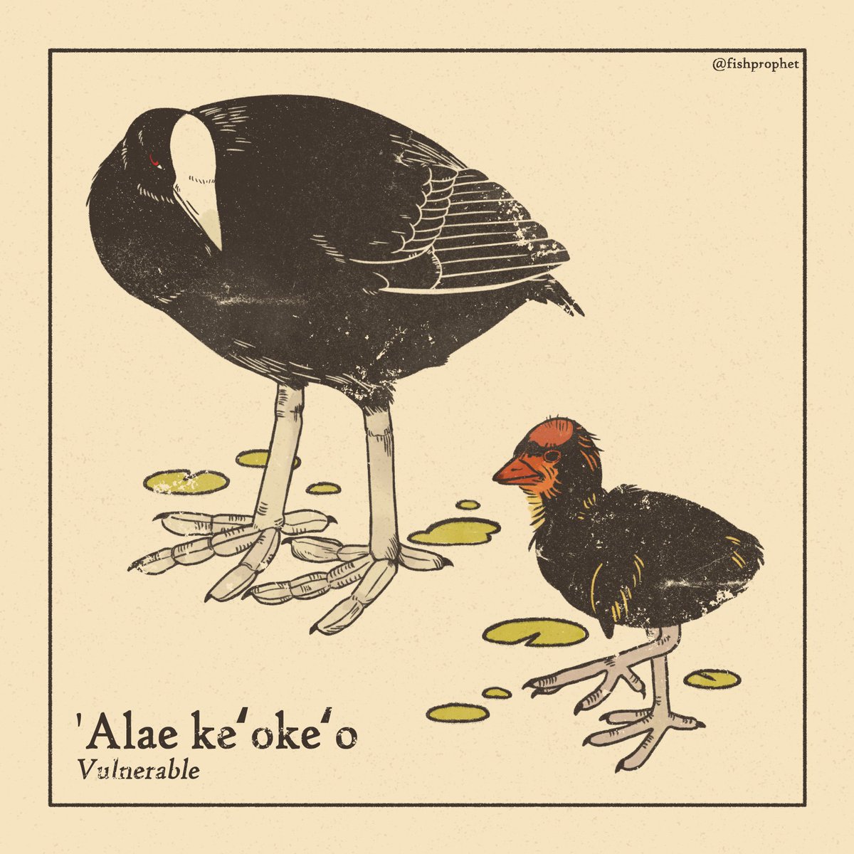 day 4: 'alae ke'oke'o/hawai'ian coot (Fulica alai)
[ #AvianAugust #AvianAugust2025 ]