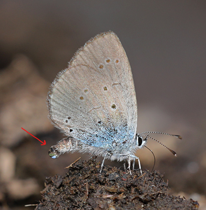 Erkek kelebekler mineral ihtiyaçları için pek çok kaynağın yanı sıra çamuru da kullanırlar. 
Kelebeğin içindeki mineralleri almak için aldığı suyu süzdükten sonra fazlasını abdomeninden atması davranışı; puddling.