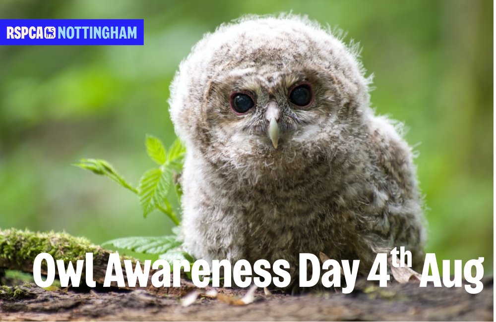 Today is #OwlAwarenessDay Did you know the UK has 5 species of owl resident here? 
Tawny, Barn, Little, Short-eared &amp; Long-eared.  
All have different territories, ways of hunting and rearing their young.  It's always a thrill to see them.  Which is your favourite? 🦉